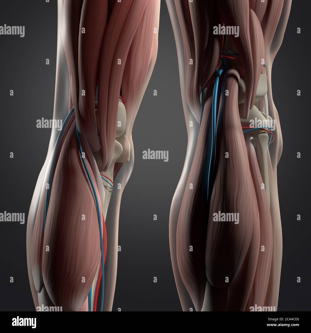 Anatomy Illustration Of Human Back Of Legs Calf Muscles Knees 3d Illustration Stock Photo Alamy