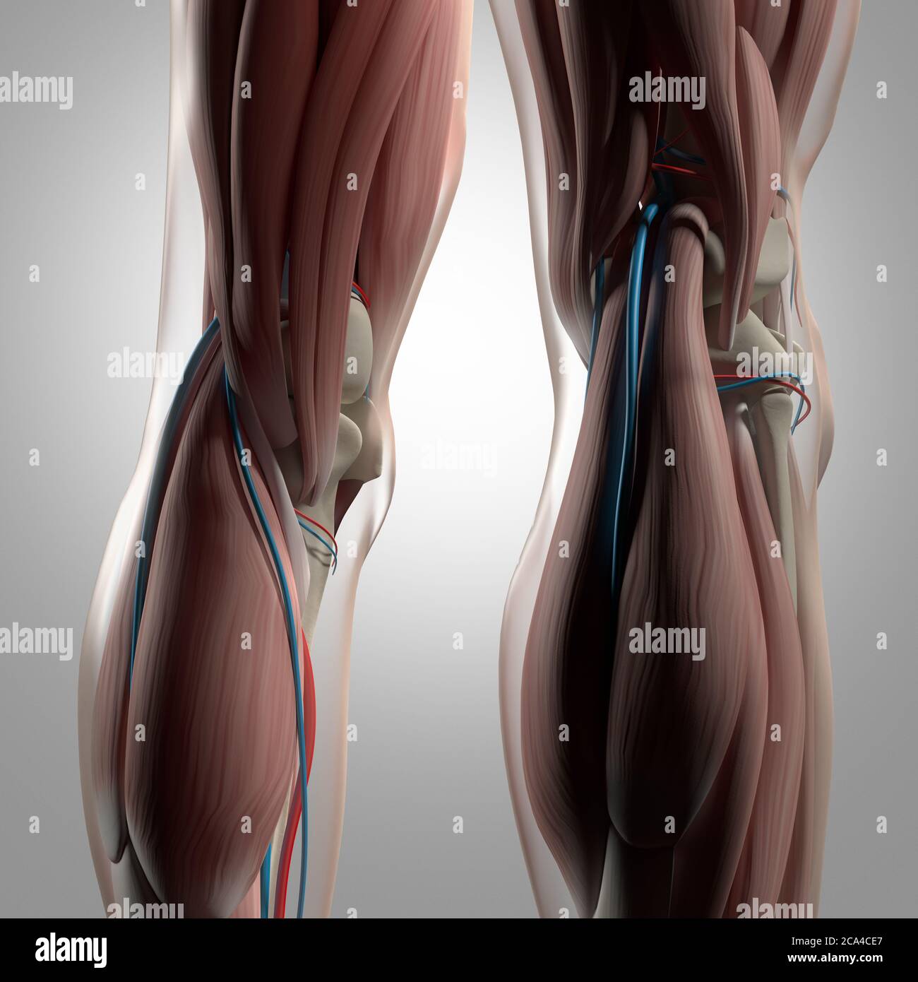 Anatomy illustration of human back of legs, calf muscles, knees. 3d