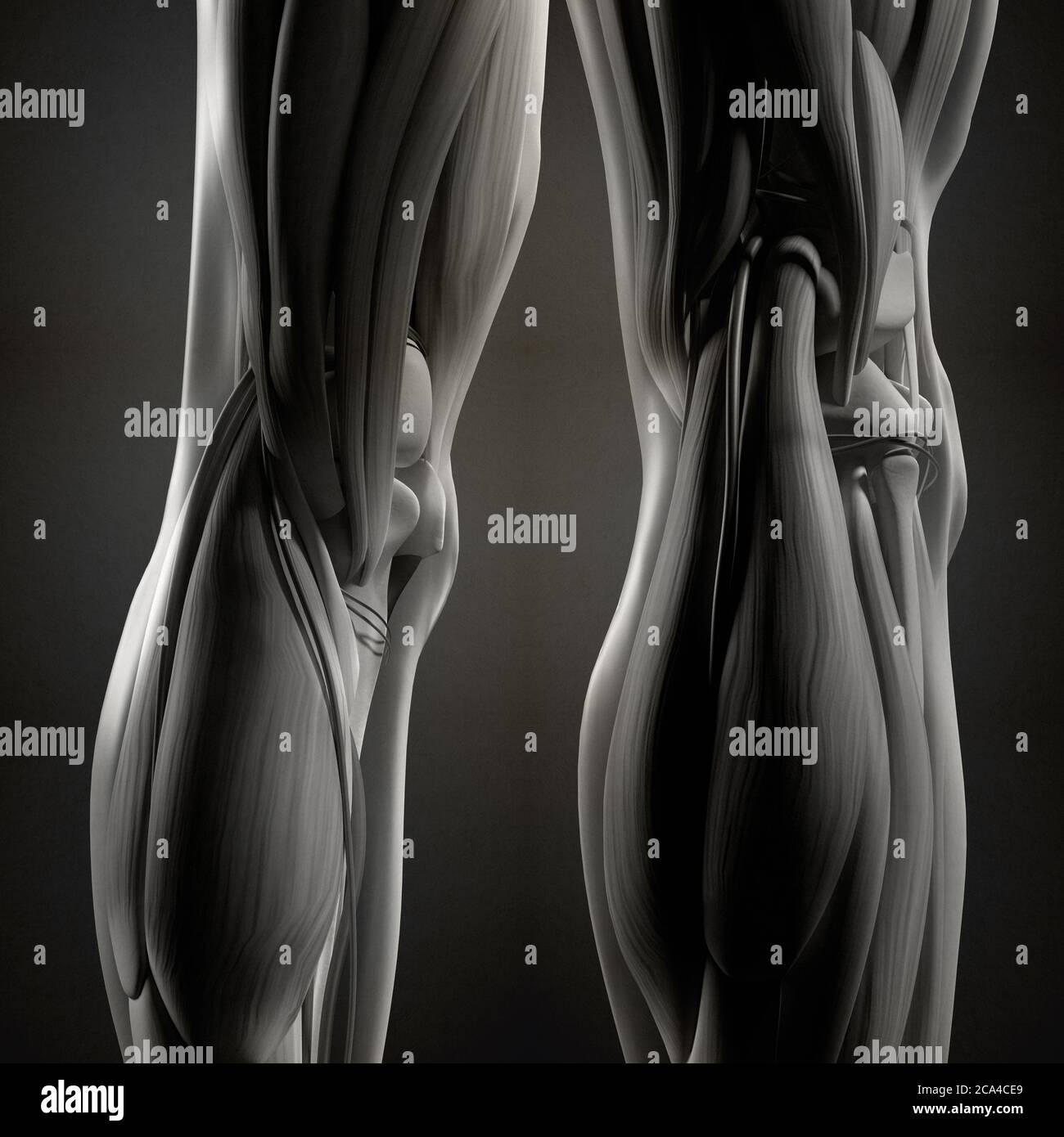 Anatomy illustration of human back of legs, calf muscles, knees. 3d