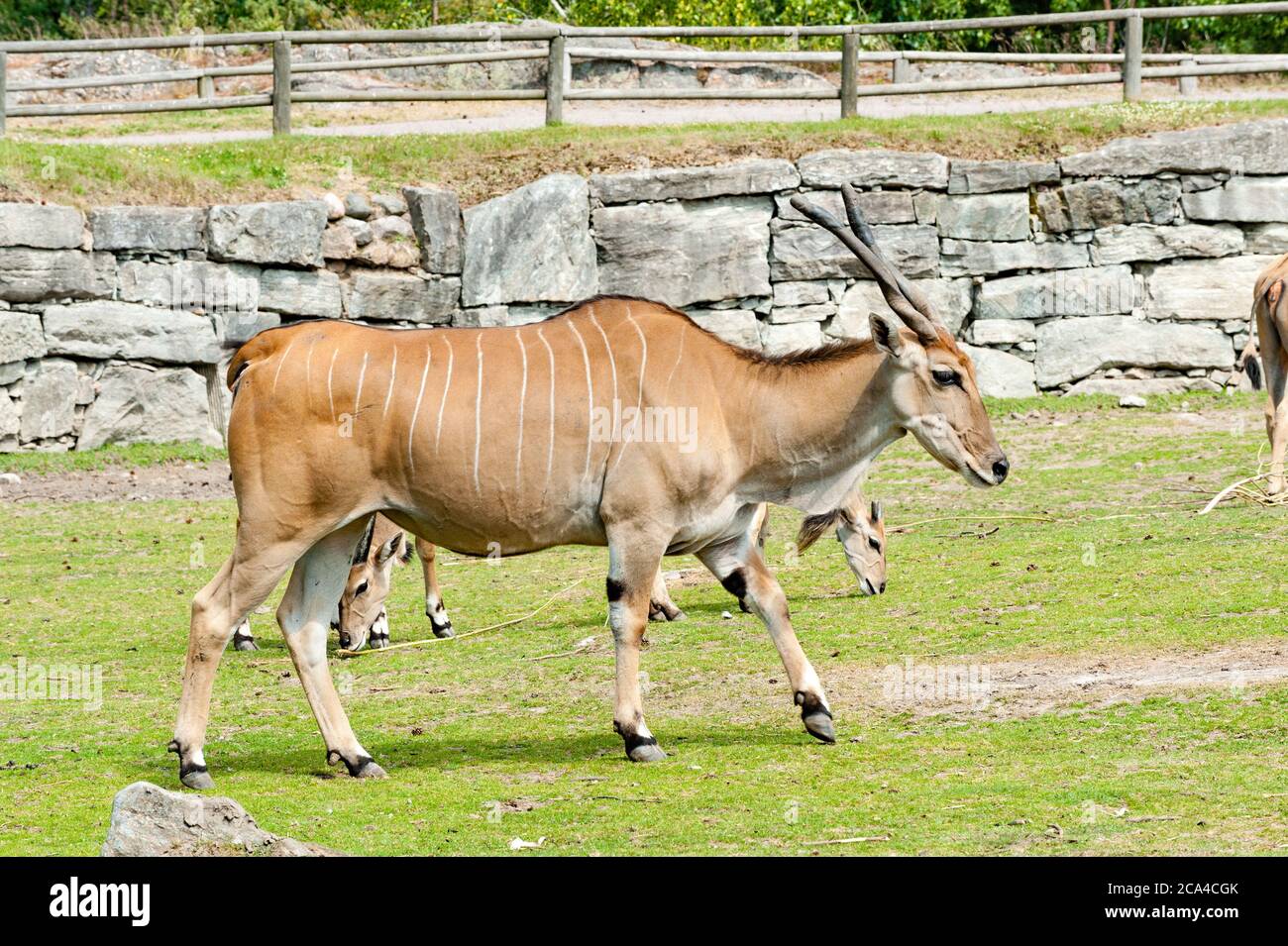 The common eland (Taurotragus oryx). Stock Photo