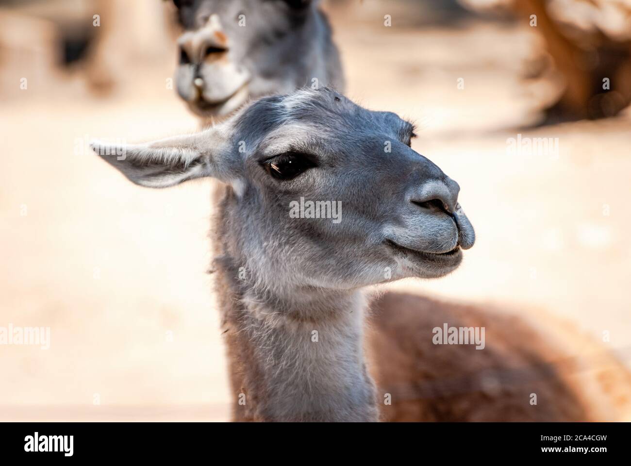The guanaco (Lama guanicoe) is a camelid native to South America, closely related to the llama. Its name comes from the Quechua word huanaco. Stock Photo