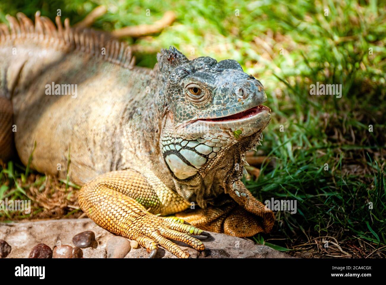 The green iguana (Iguana iguana), also known as the American iguana. Stock Photo