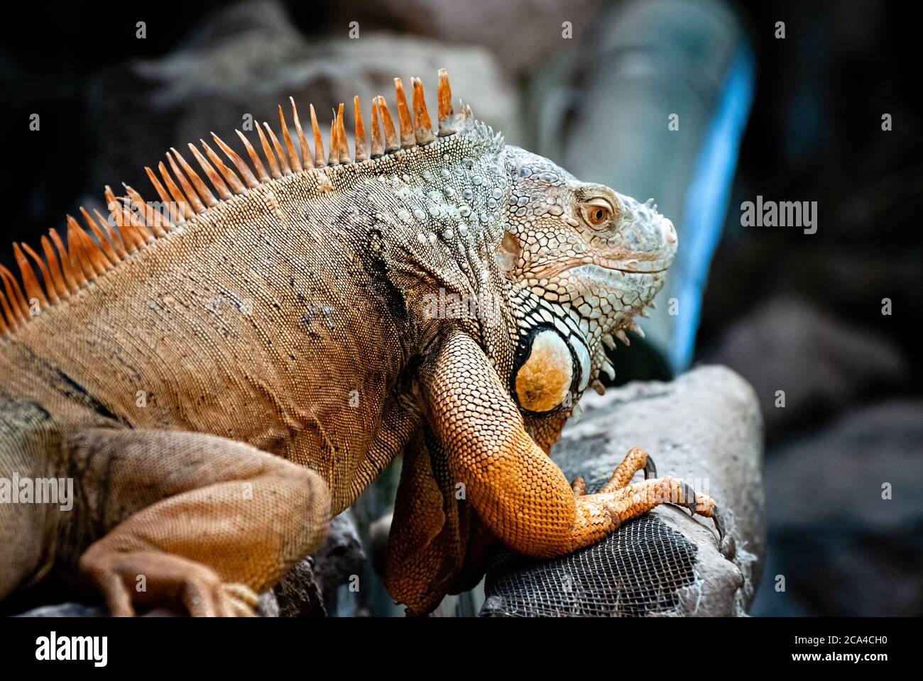 The green iguana (Iguana iguana), also known as the American iguana. Stock Photo