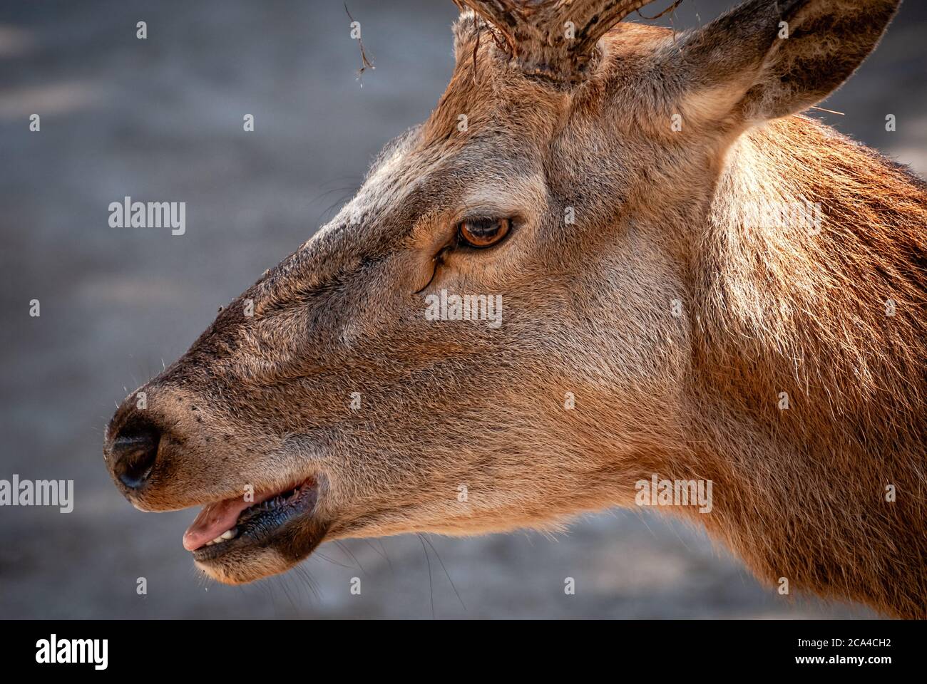 The red deer (Cervus elaphus) is one of the largest deer species. Stock Photo