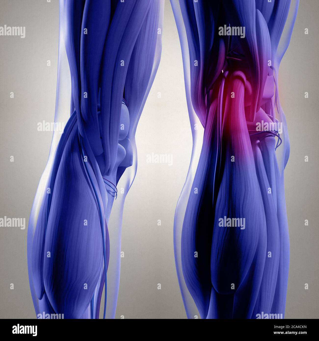 Anatomy illustration of human back of legs, calf muscles, knees. 3d