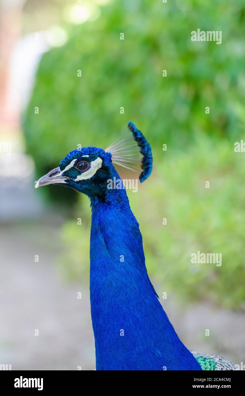 A beautiful peacock (Pavo Cristatus)  portrait in Cartagena. Stock Photo