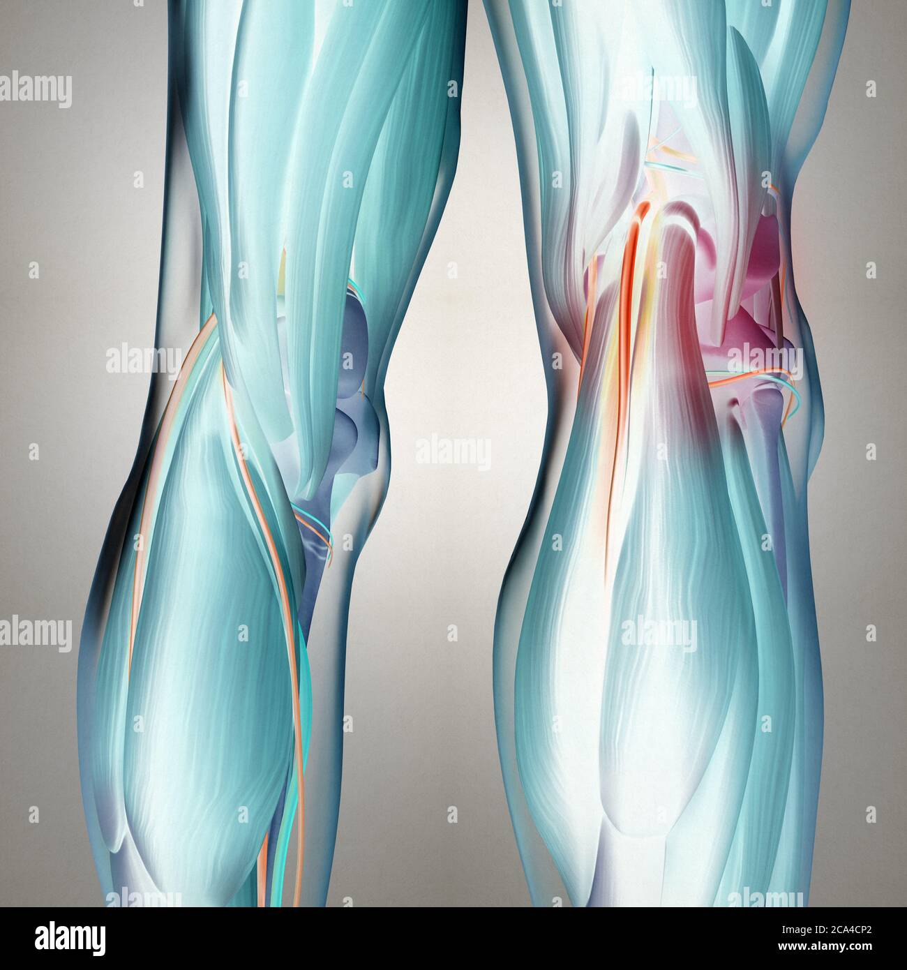 Anatomy illustration of human back of legs, calf muscles, knees. 3d