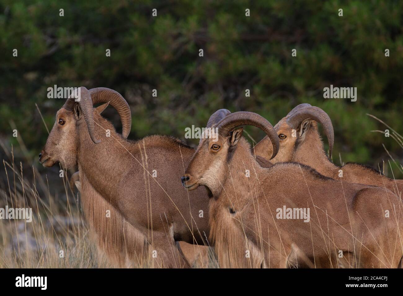 Arruis (Ammotragus Lervia) walking inSierra Espuña Stock Photo