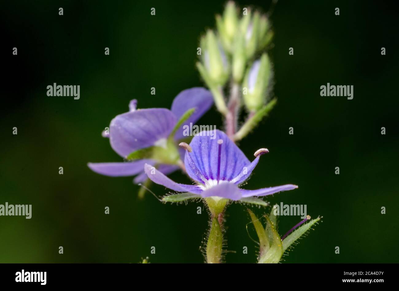Veronica officinalis, Veronica chamaedrys, Speedwell flowers also known as bird's eye or gypsyweed, close-up, Germany, Western Europe Stock Photo