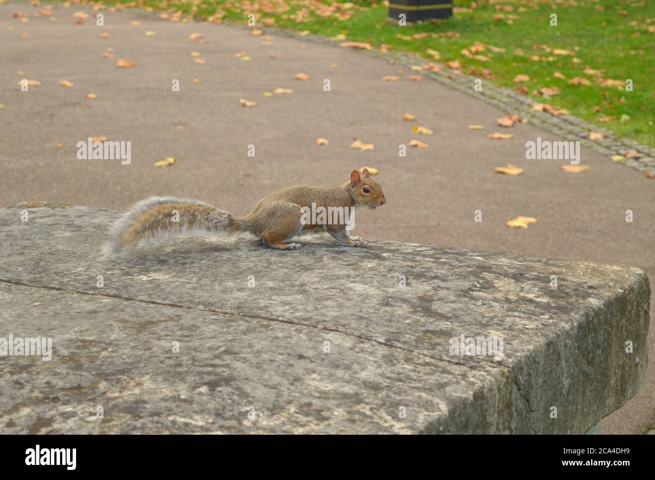 squirrel sitting on a concrete block Stock Photo