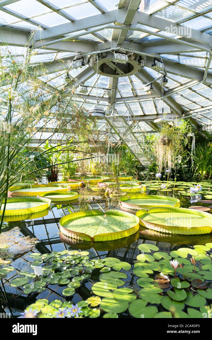 Tropical aquatic plants - giant water lily and Amazonian Victoria floating in greenhouse. Stock Photo