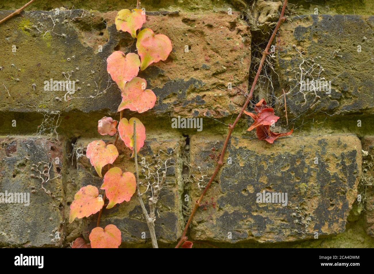 Old brick wall plants growing hi-res stock photography and images - Alamy