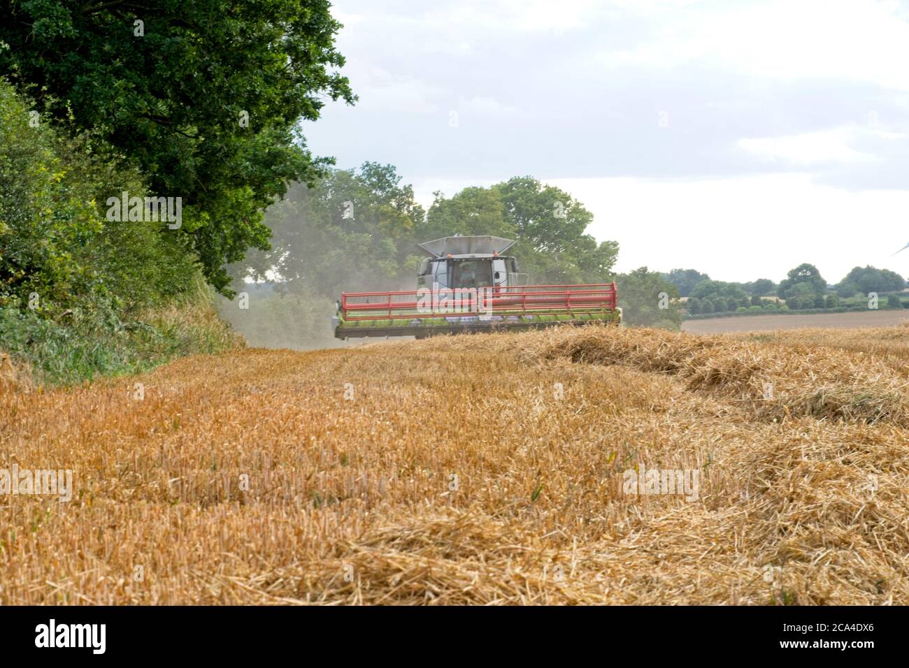 Winter Harvest Frontal view of harvester approaching camera Crop and stubble in field Cloudy sky Trees lining field Landscape format Stock Photo