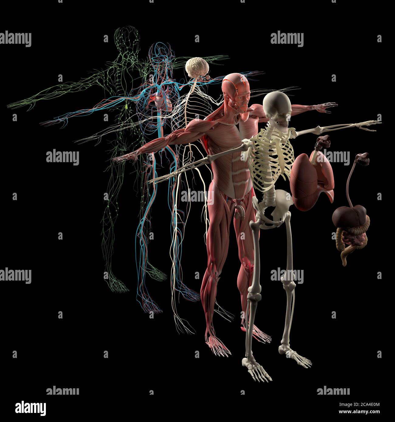 Human anatomy exploded view, diagram. Separate body systems muscle