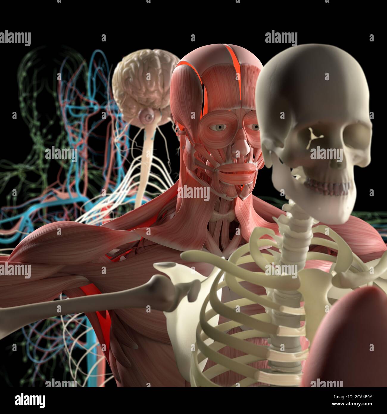 Human anatomy exploded view,  diagram. Separate body systems muscle, bone, organs, nervous system, lymphatic system, vascular system. Stock Photo