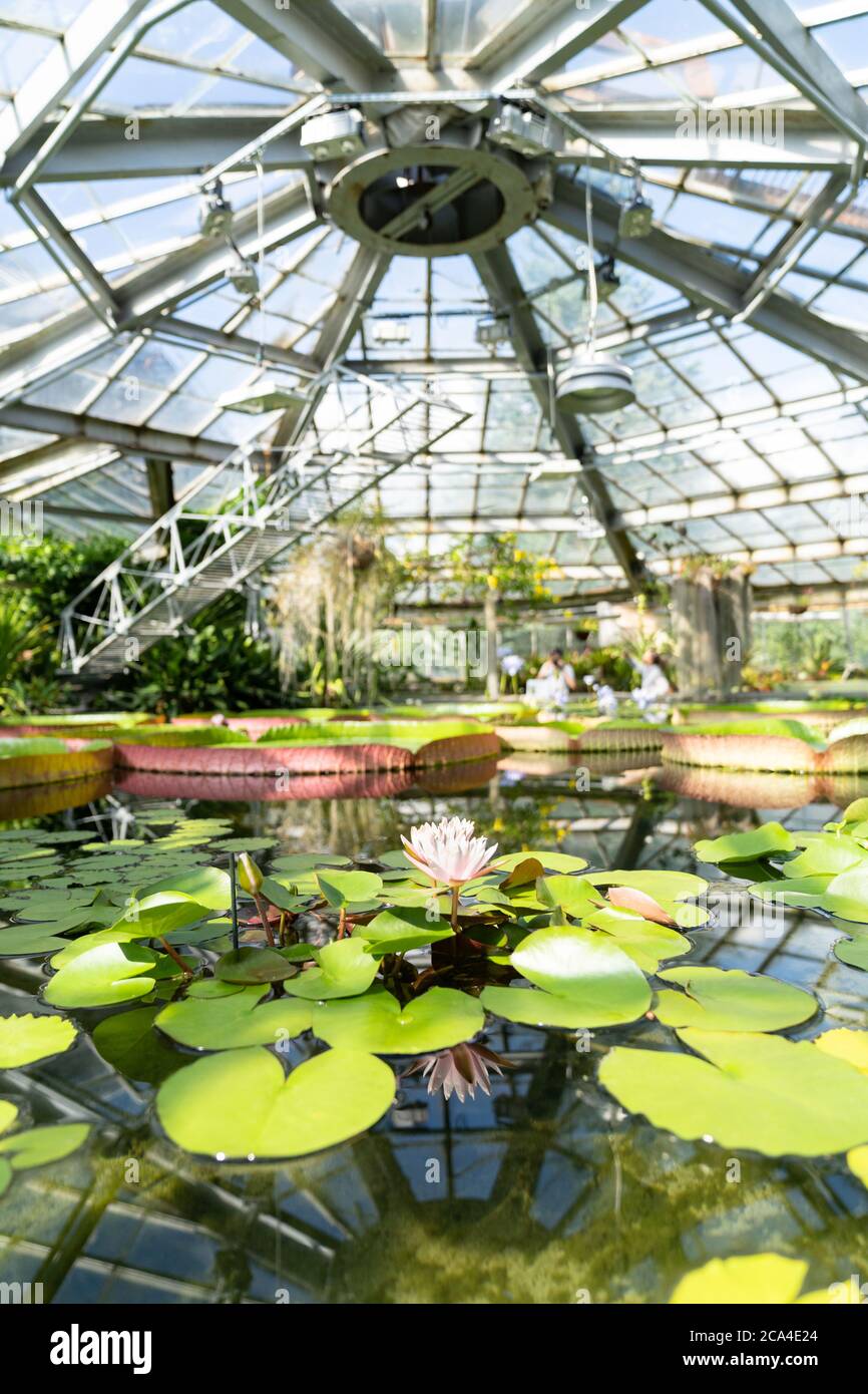 Tropical aquatic plants - giant water lily, nenuphar, Amazonian Victoria floating in greenhouse Stock Photo