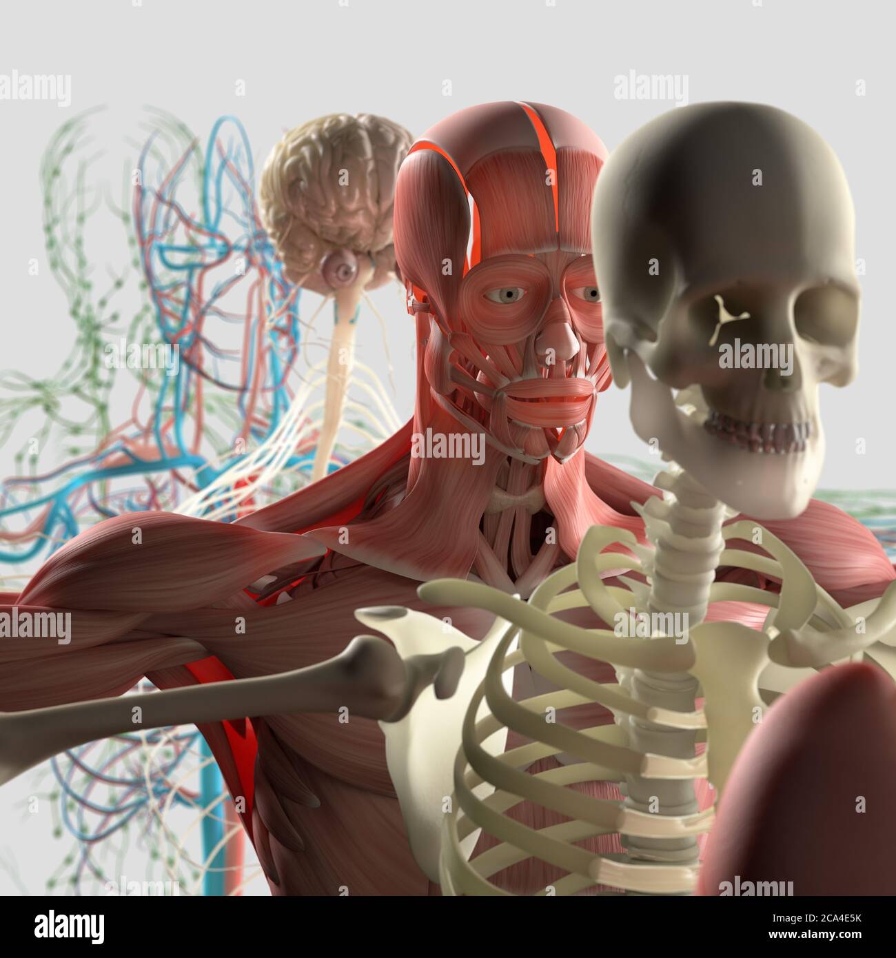 Human anatomy exploded view,  diagram. Separate body systems muscle, bone, organs, nervous system, lymphatic system, vascular system. Stock Photo