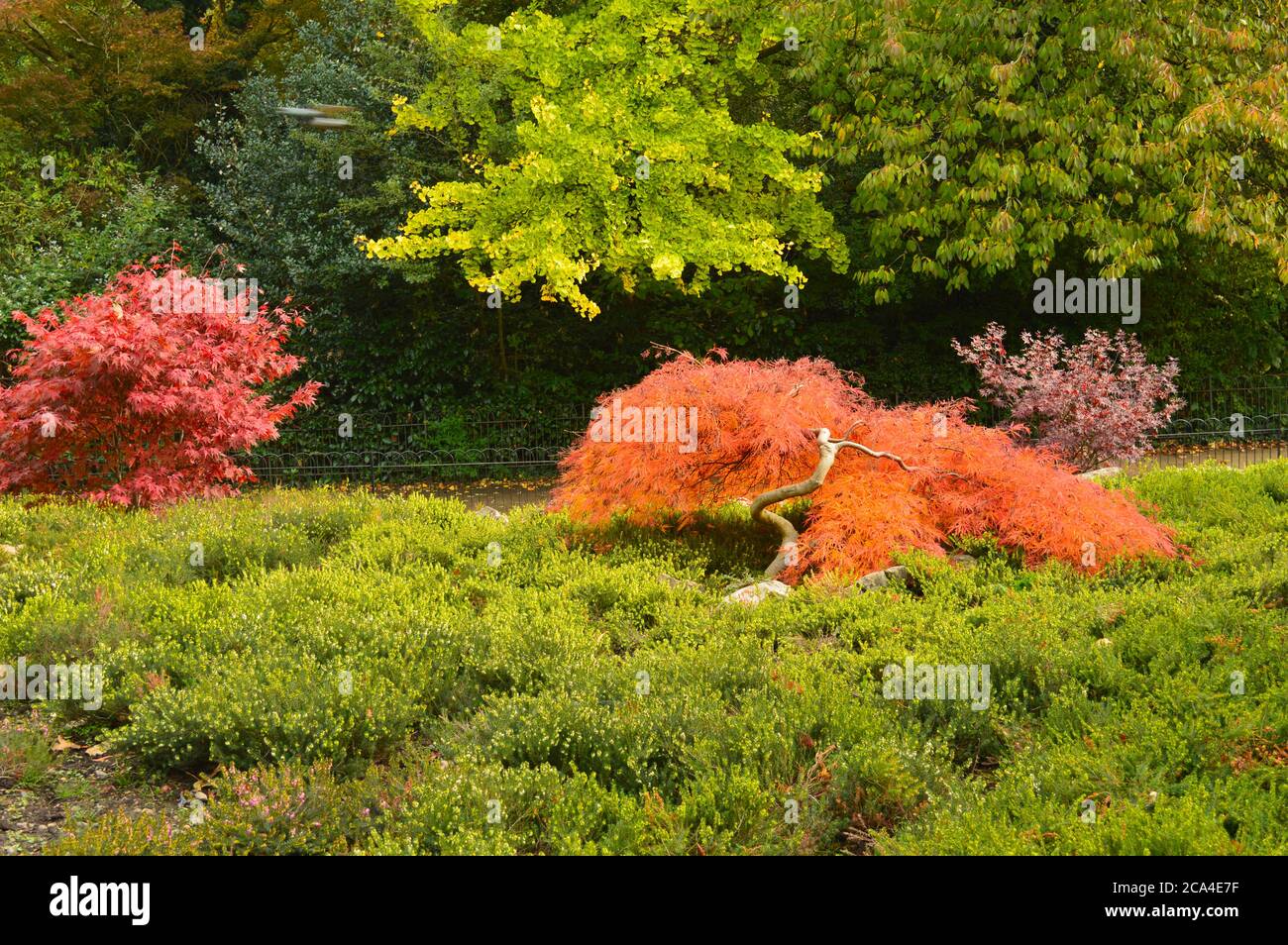 green and red miniature bonsai trees in a park Stock Photo