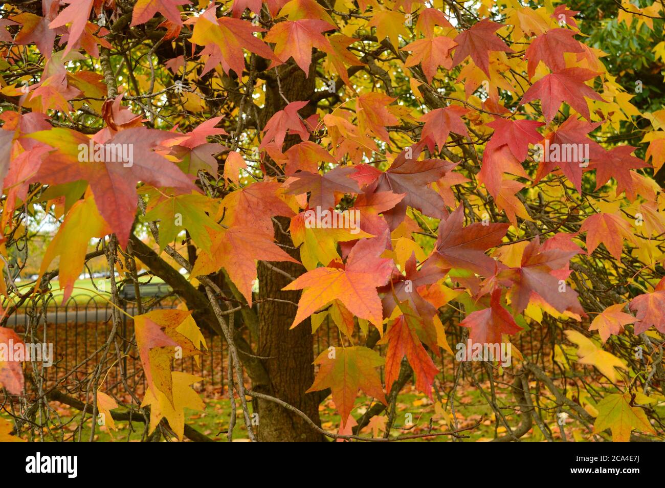 Maple leaves on a tree hi-res stock photography and images - Alamy