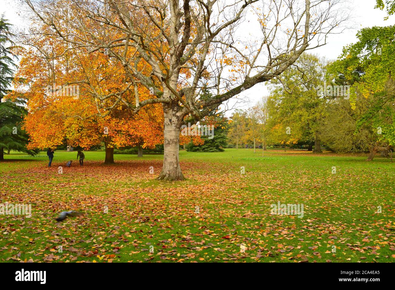 beautiful meadows during fall with different colour leaves on the floor Stock Photo