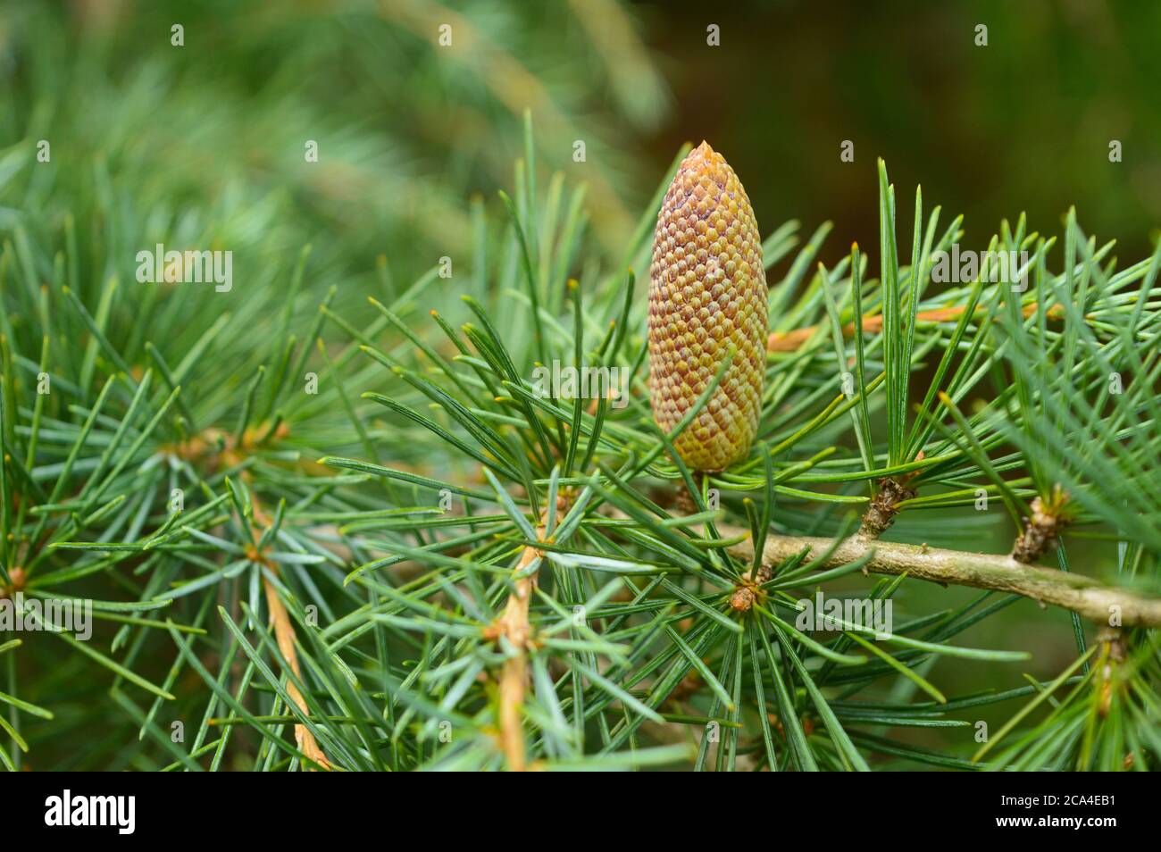 three pine cones with some in focus Stock Photo