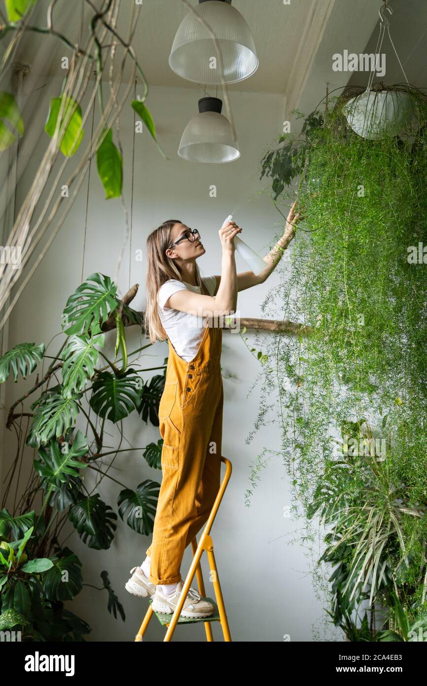 Young woman gardener in orange overalls spraying lush asparagus fern houseplant in her flower store, standing on stepladder. Greenery at home. Love of Stock Photo
