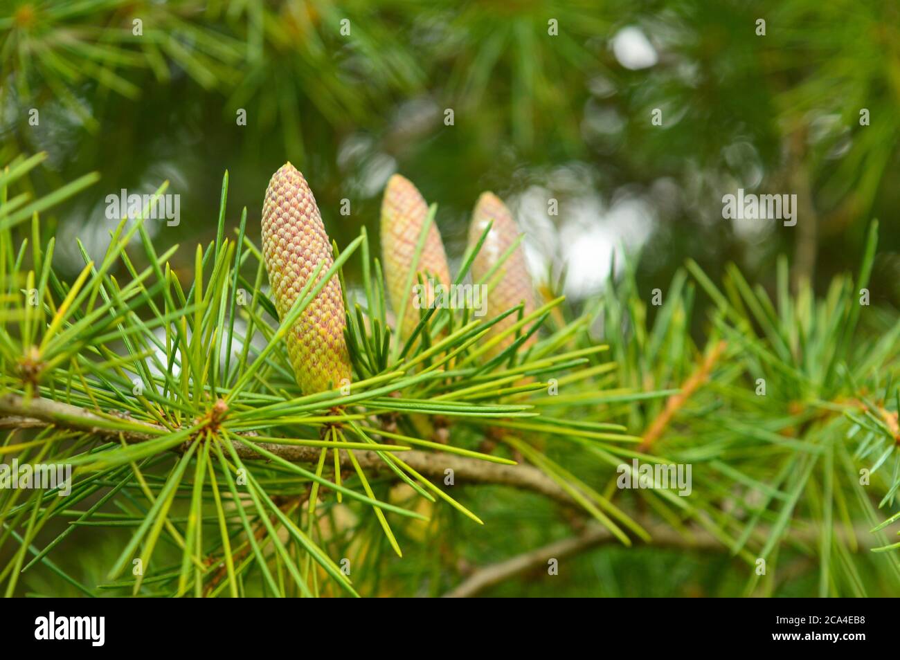 three pine cones with some in focus Stock Photo