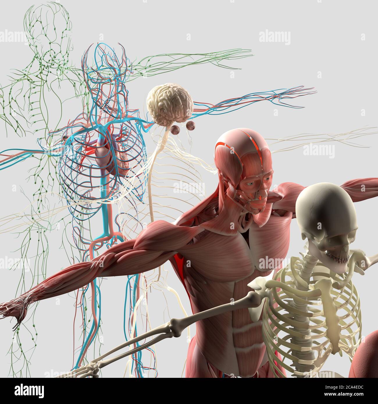 Human anatomy exploded view, diagram. Separate body systems muscle