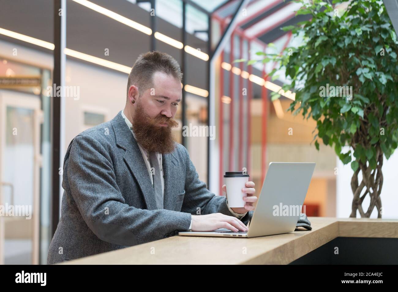 Portrait of brutal bearded hipster man wearing wool blazer working on laptop sitting in cafe/ restaurant, drinking coffee from a paper cup, indoor. Di Stock Photo