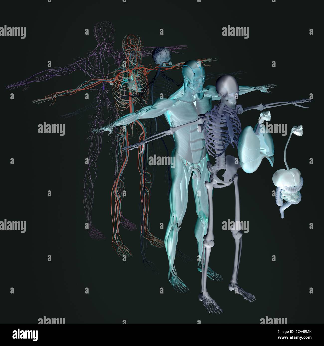 Human anatomy exploded view,  diagram. Separate body systems muscle, bone, organs, nervous system, lymphatic system, vascular system. Stock Photo