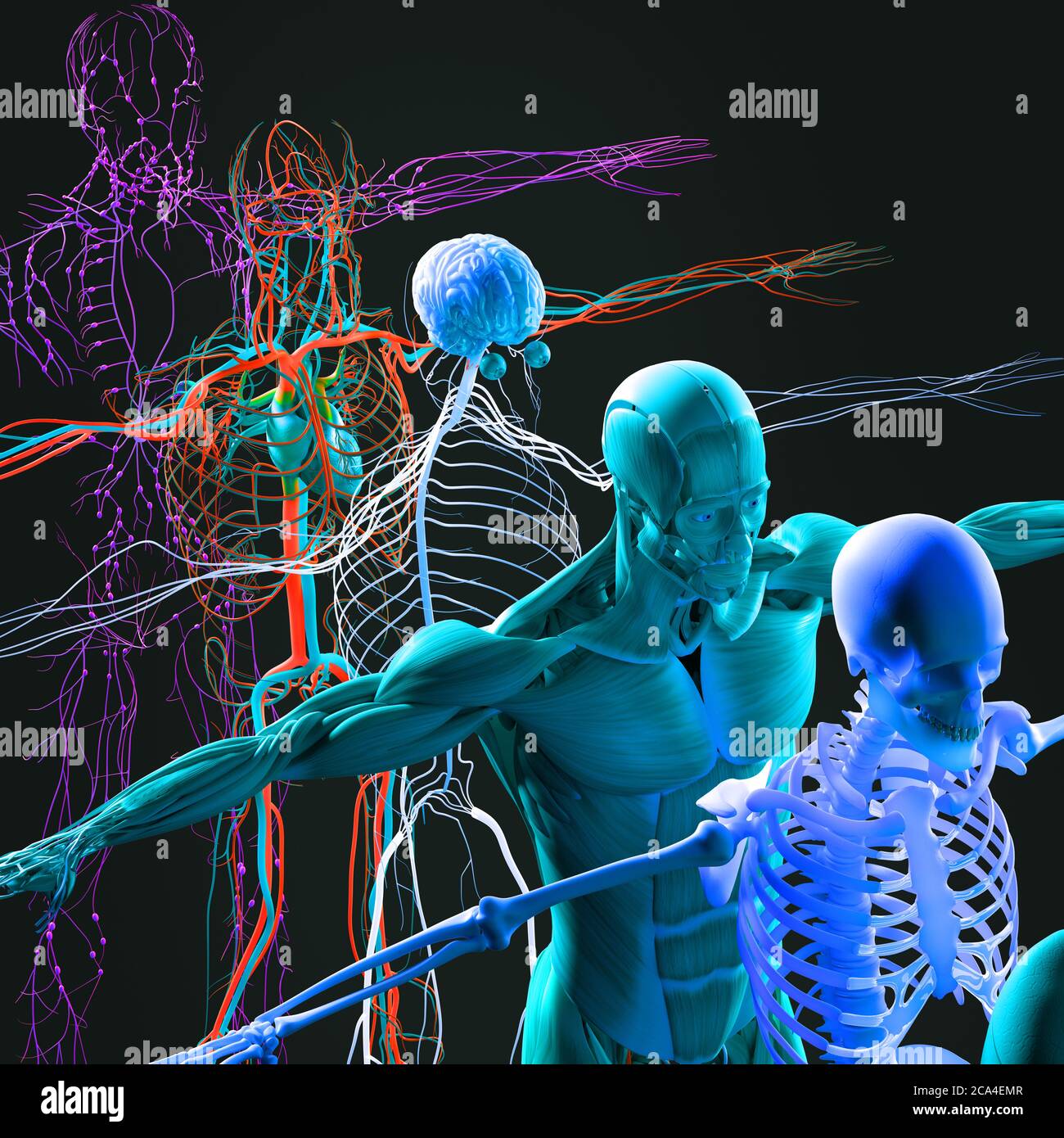 Human anatomy exploded view, diagram. Separate body systems muscle
