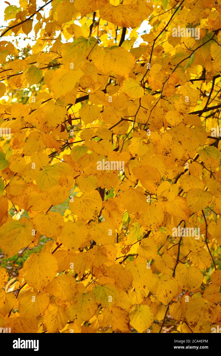 Yellow leaves on a branch hi-res stock photography and images - Alamy