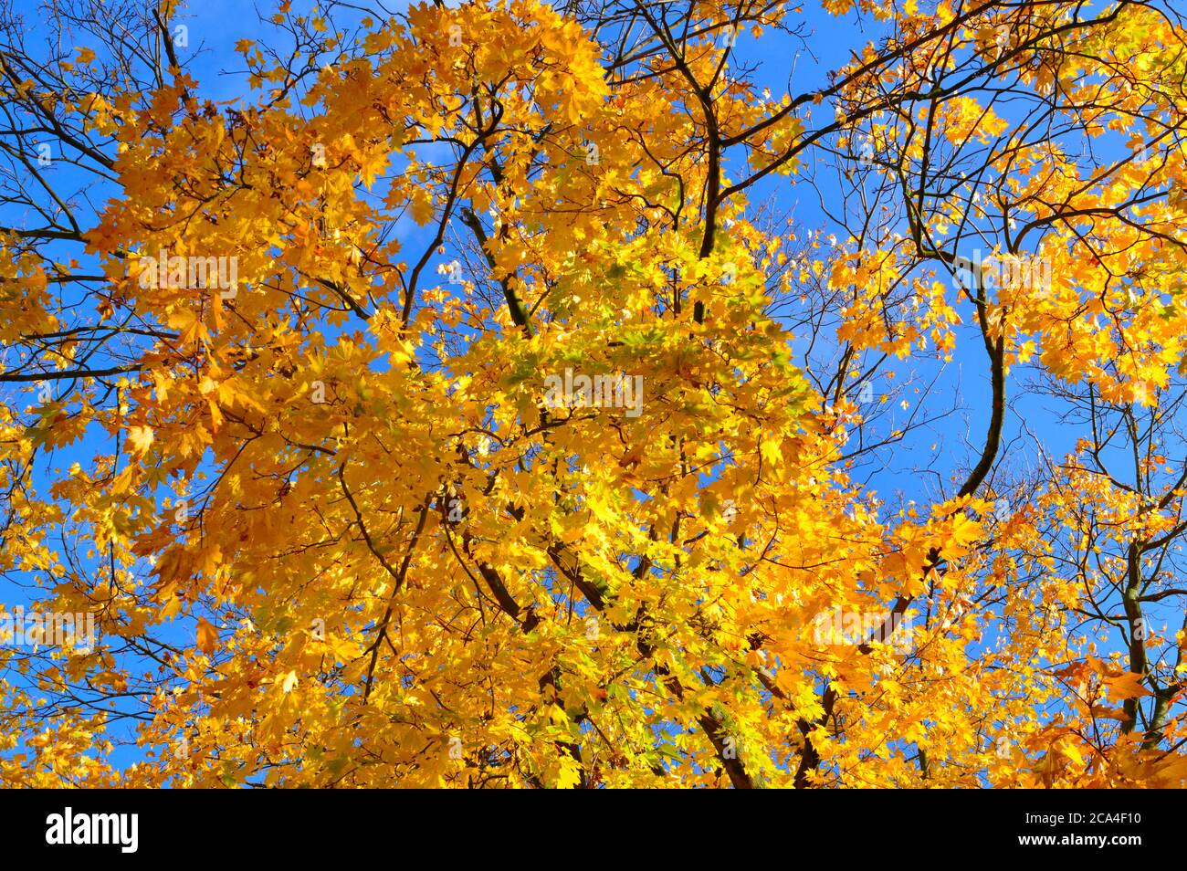 Yellow leaves on a branch hi-res stock photography and images - Alamy