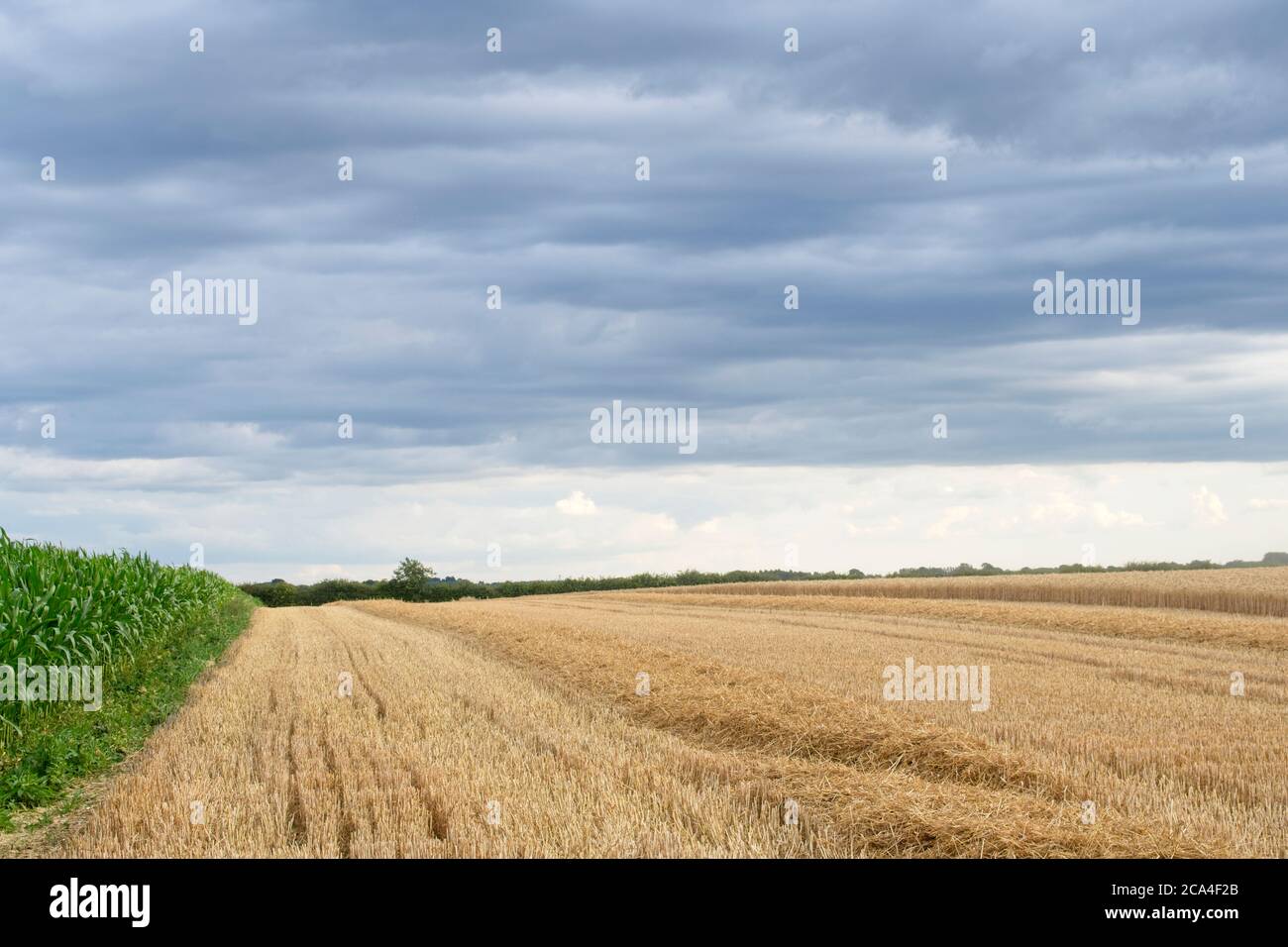 Corn crop growing alongside stubble of cereal crop Blue cloudy sky Landscape format Stock Photo