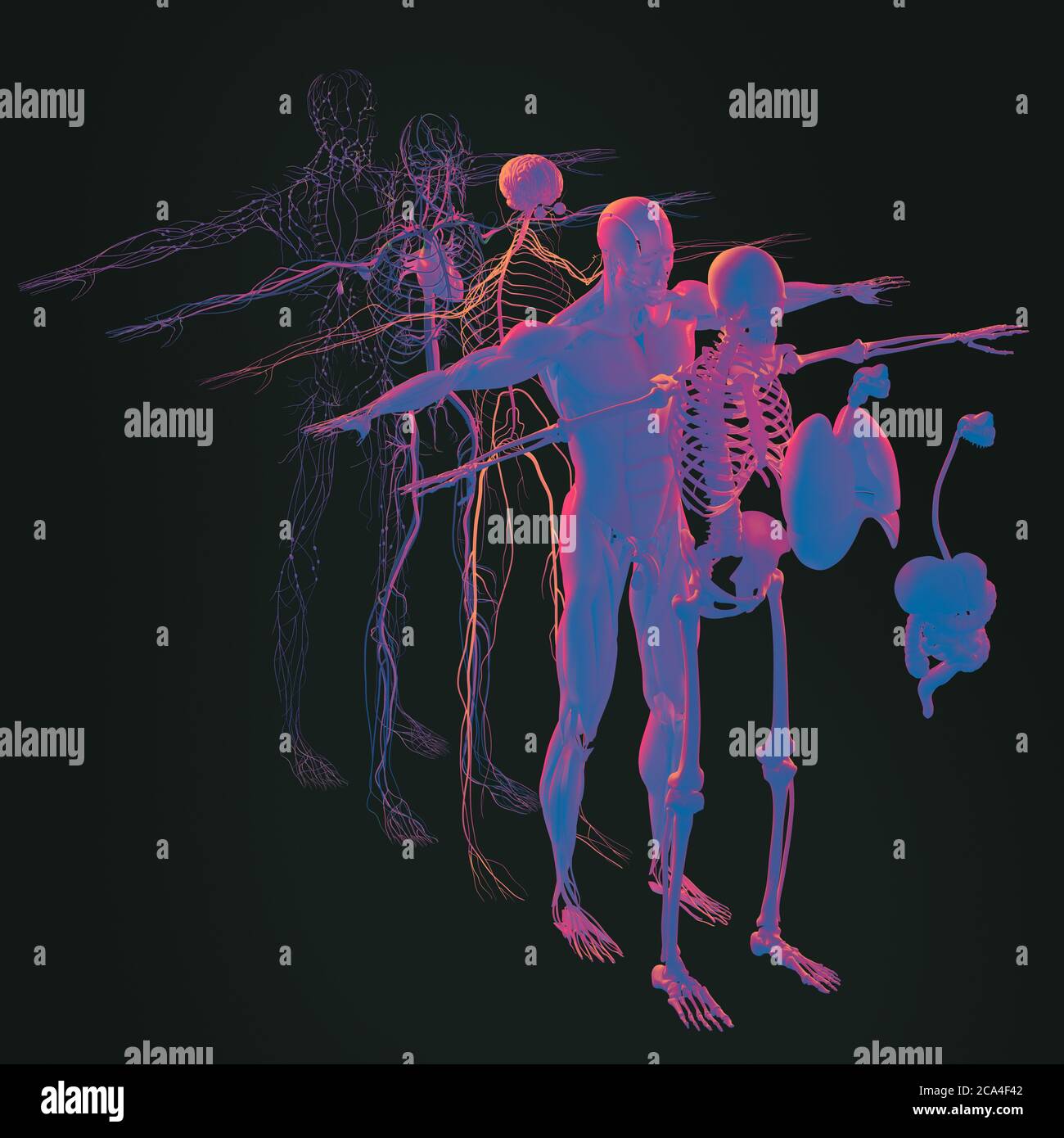 Human anatomy exploded view,  diagram. Separate body systems muscle, bone, organs, nervous system, lymphatic system, vascular system. Stock Photo