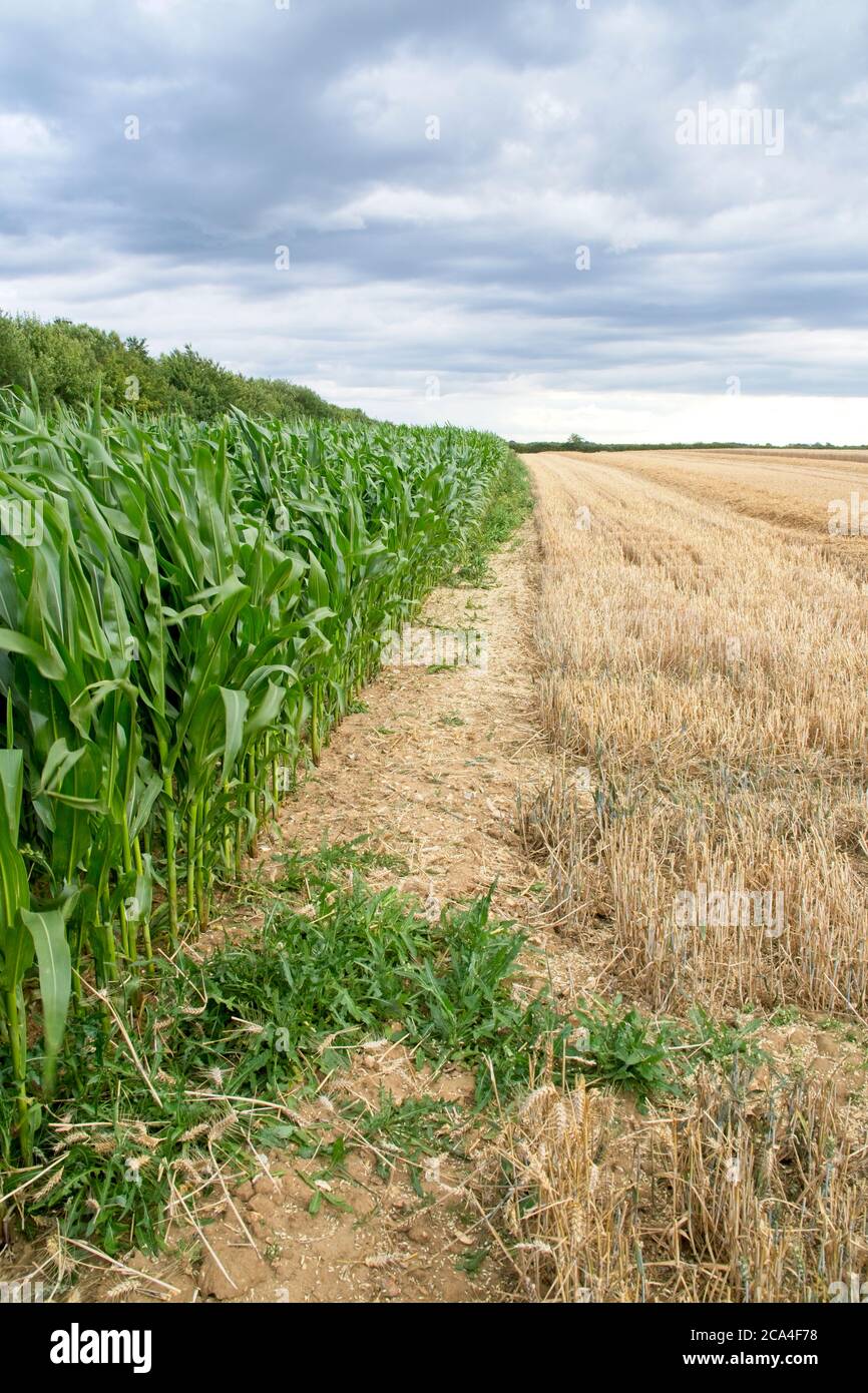 Corn crop growing alongside stubble of cereal crop Blue cloudy sky Portrait format Stock Photo