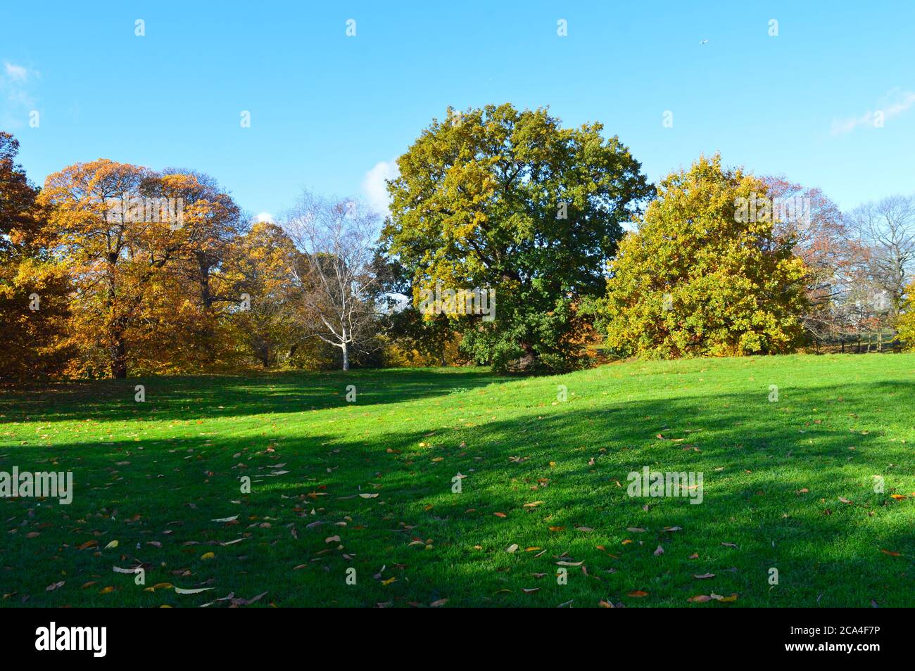 beautiful landscape with green grass colorful trees suitable for a ...