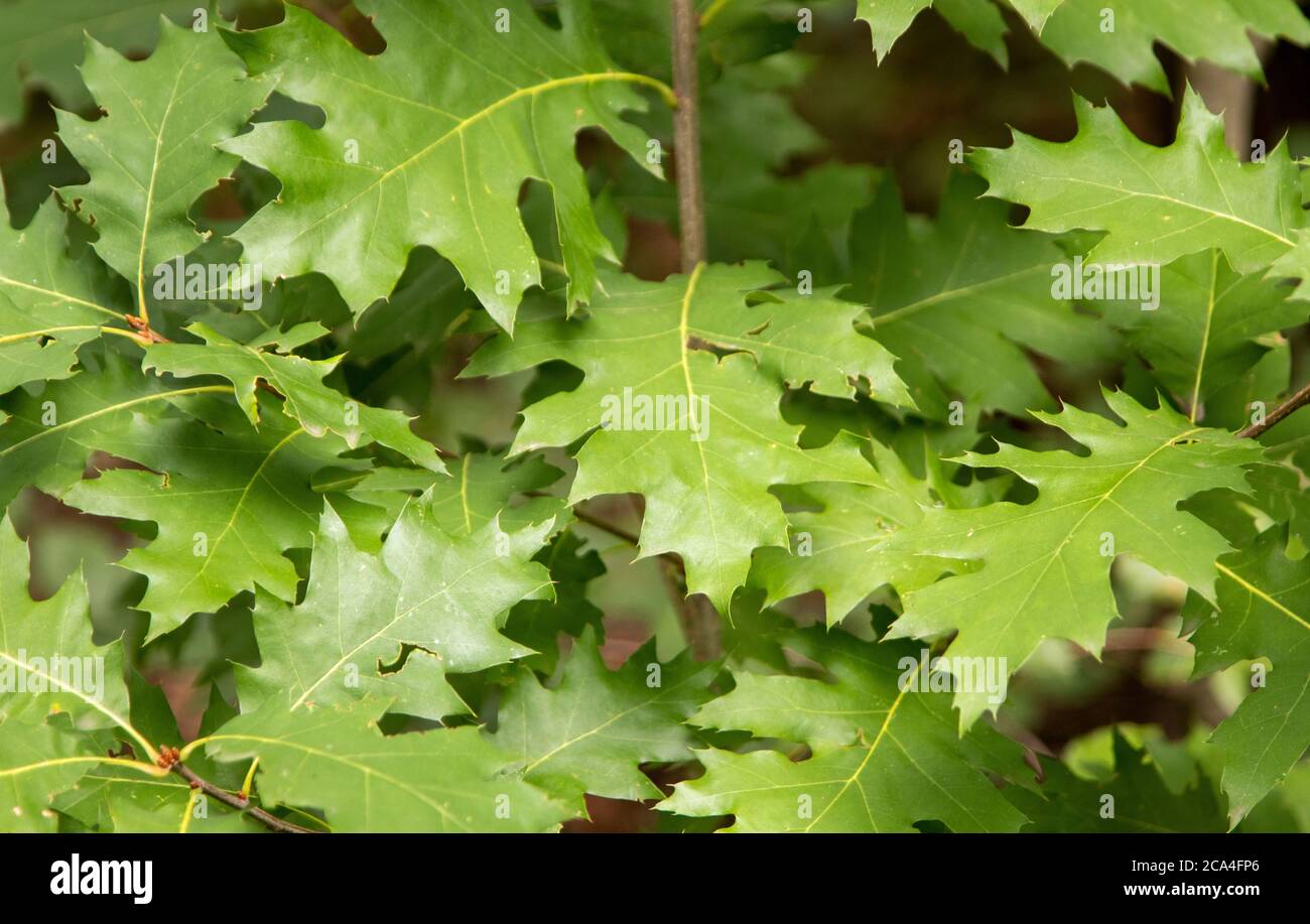 green leafes as background, Quercus pubescens, outdoors Stock Photo