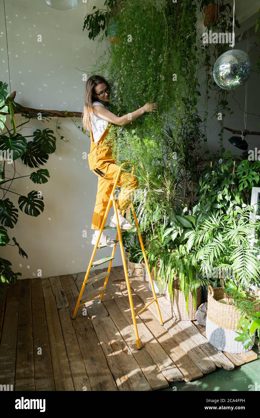 Joyful young woman gardener in orange overalls standing on a stepladder, embracing lush asparagus fern houseplant, in her flower store. Greenery at ho Stock Photo