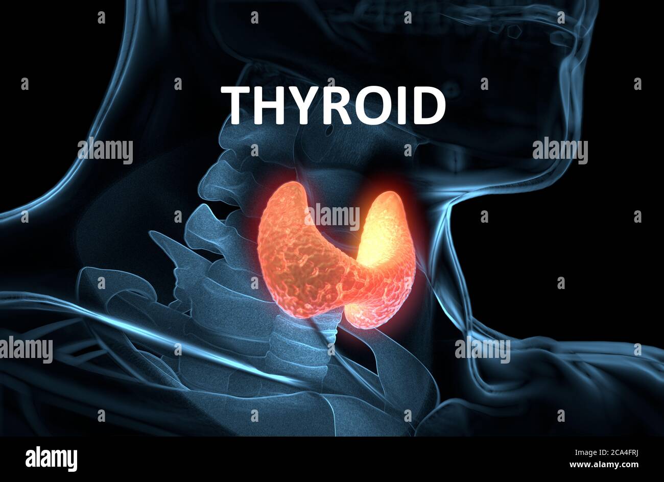 Thyroid gland inside human body. Glowing red. 3D illustration Stock ...