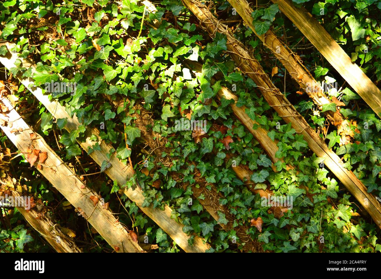 plants growing on a lattice Stock Photo Alamy