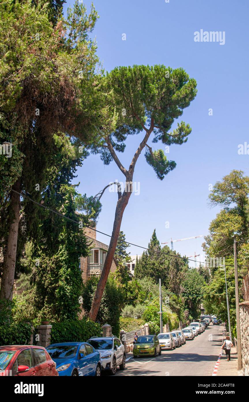 Pinus halepensis, commonly known as the Aleppo pine or Jerusalem pine Photographed in Rehaviya neighbourhood, Jerusalem, Israel Stock Photo