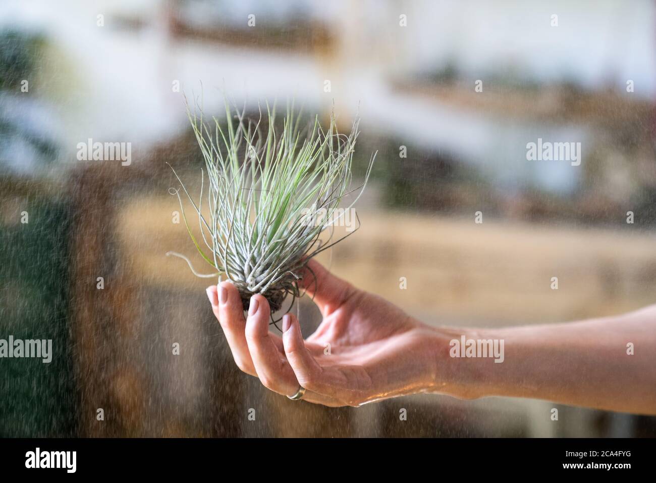 Close up of woman florist holding in her wet hand and spraying air plant tillandsia at garden home/greenhouse, taking care of houseplants. Indoor gard Stock Photo