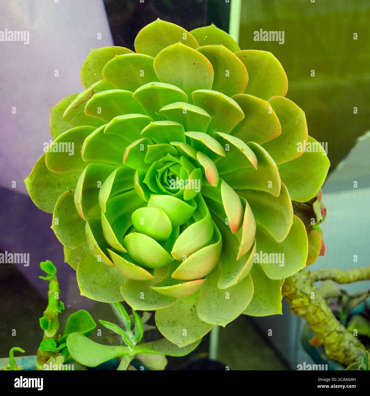 Closeup of a rose shaped growth head of Echeveria succulent plant. Echeveria is a large genus of flowering plants in the family Crassulaceae, native t Stock Photo