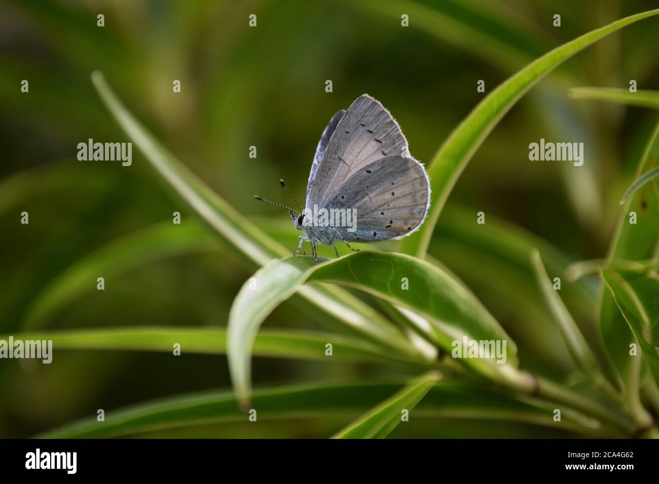 holly blue butterfly wings closed Stock Photo