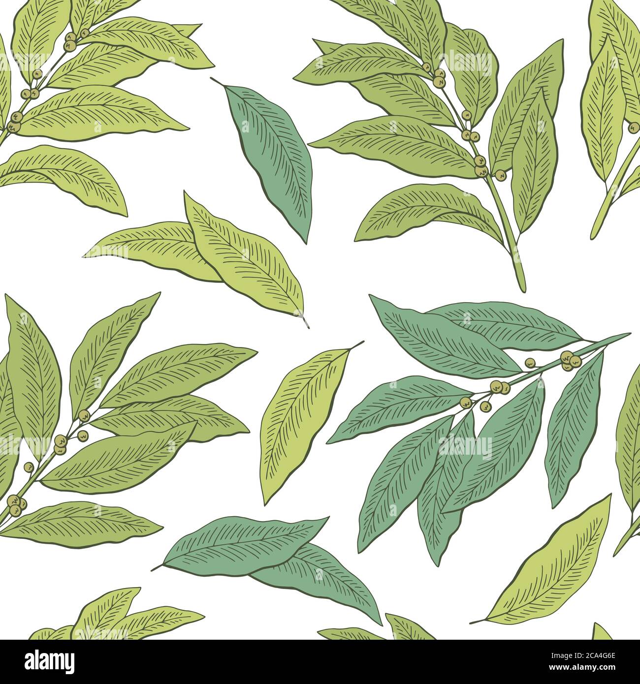 Bay leaf graphic green color seamless pattern background sketch
