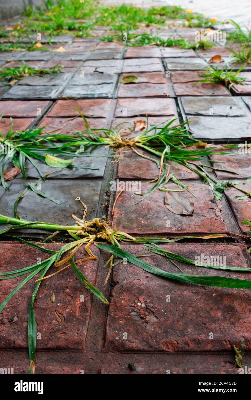 Wild grass patches on the footpath. Stock Photo