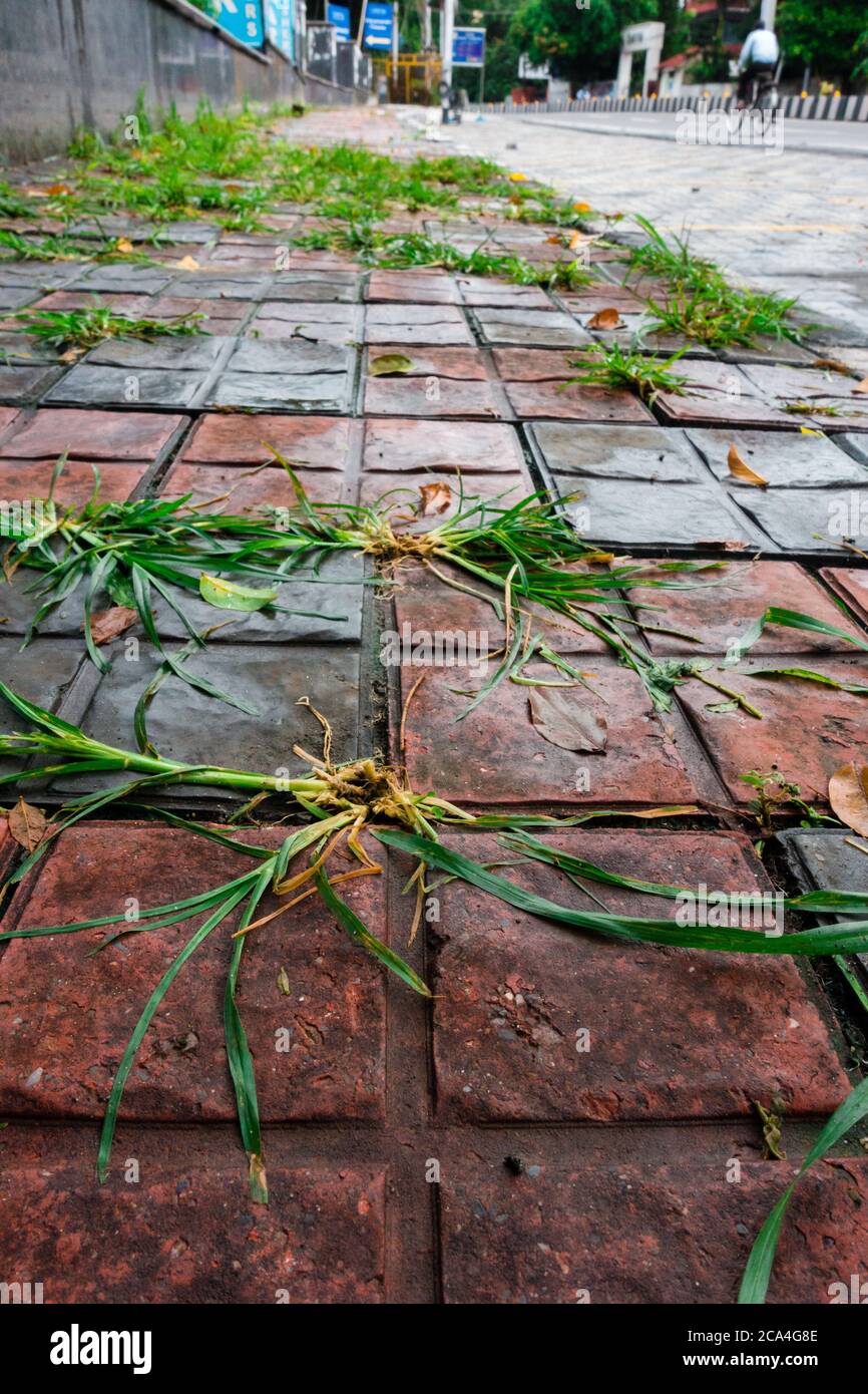 Wild grass patches on the footpath. Stock Photo