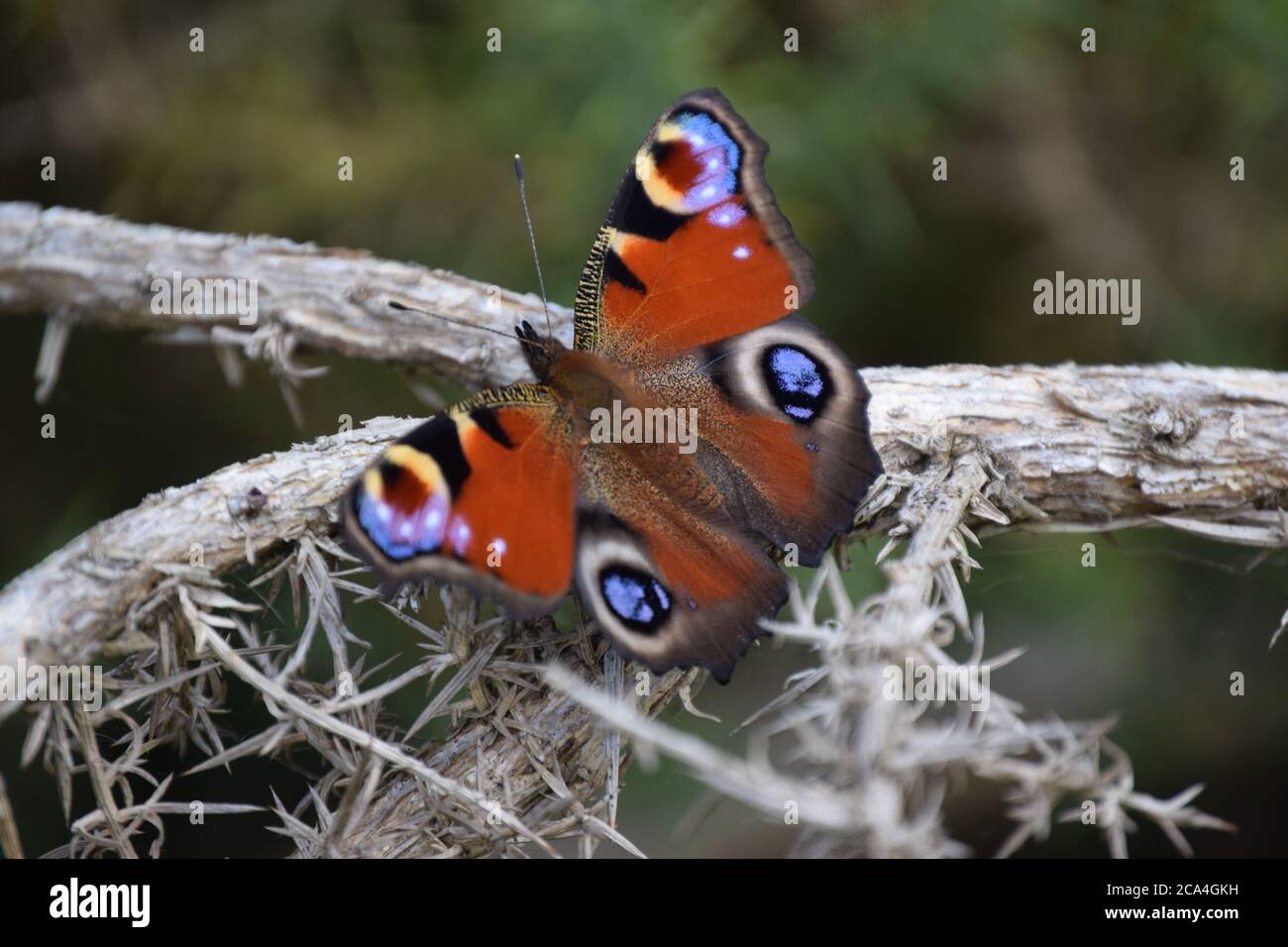 peacock butterfly on branch Stock Photo