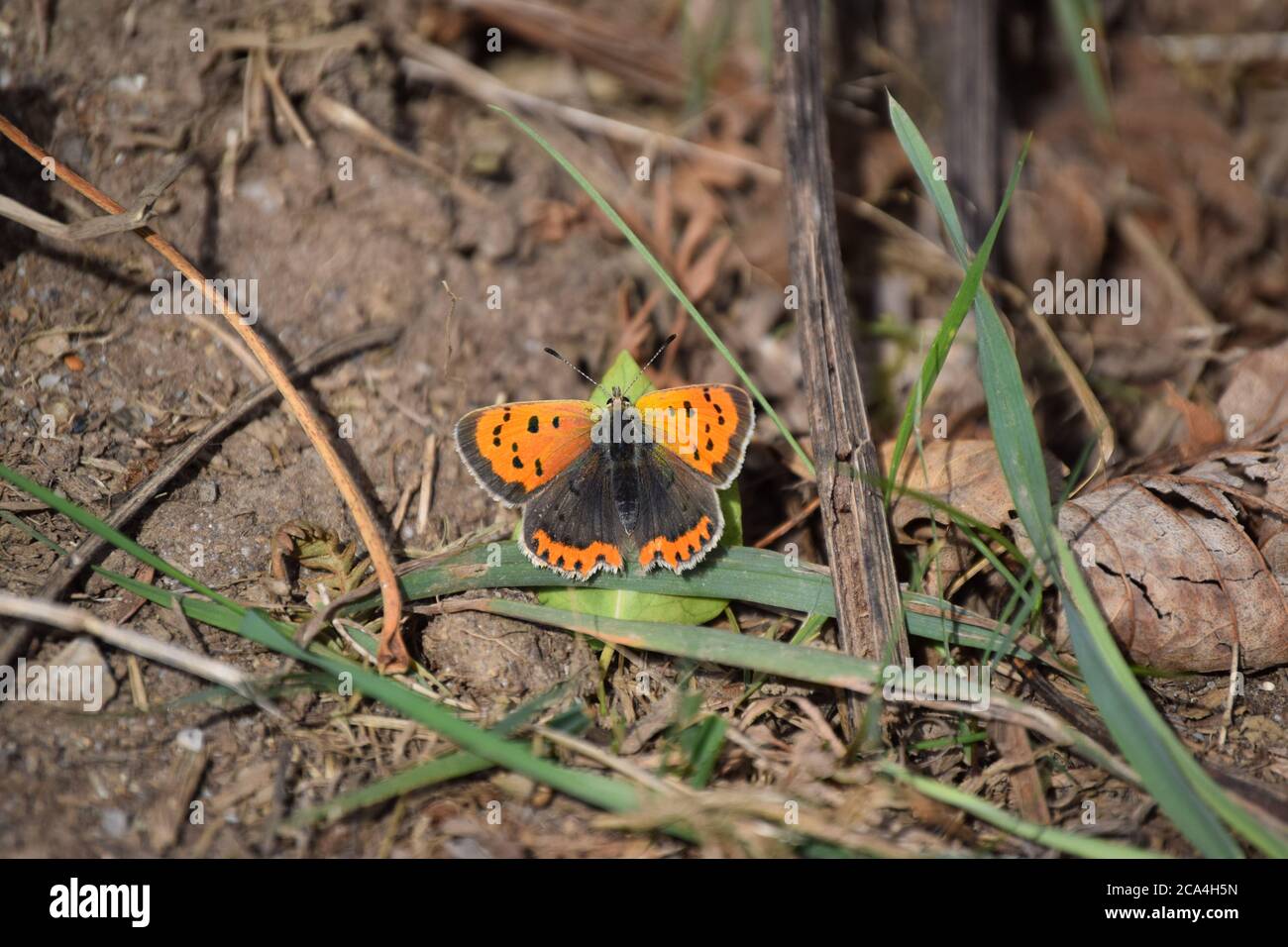 Small Copper resting on the ground Stock Photo